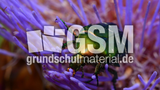 Goldglänzender Rosenkäfer (2).jpg